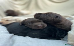 Labrador Retriever dogs for sale: Bailey May - Image 5