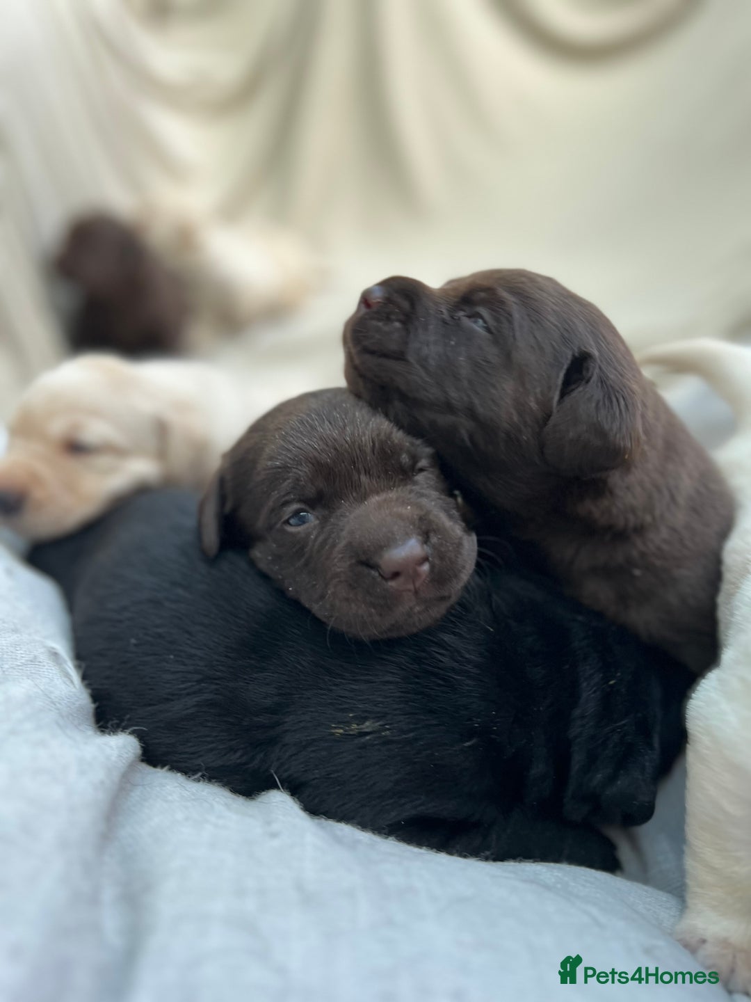 Labrador Retriever dogs for sale: Bailey May - Image 5