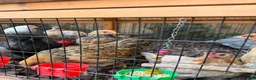 Chickens poultry for sale: Silkies ,polish bantam , Wyandotte  - Advert 5