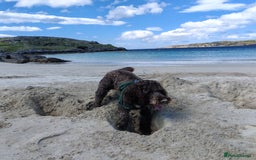 Cockapoo dogs for stud: Cockapoo for stud  - Advert 3