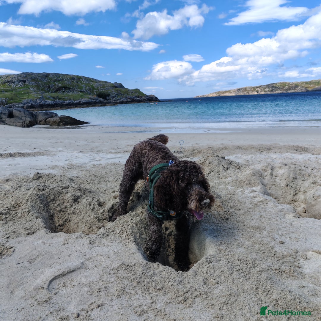 Cockapoo dogs for stud: Cockapoo for stud  - Advert 3