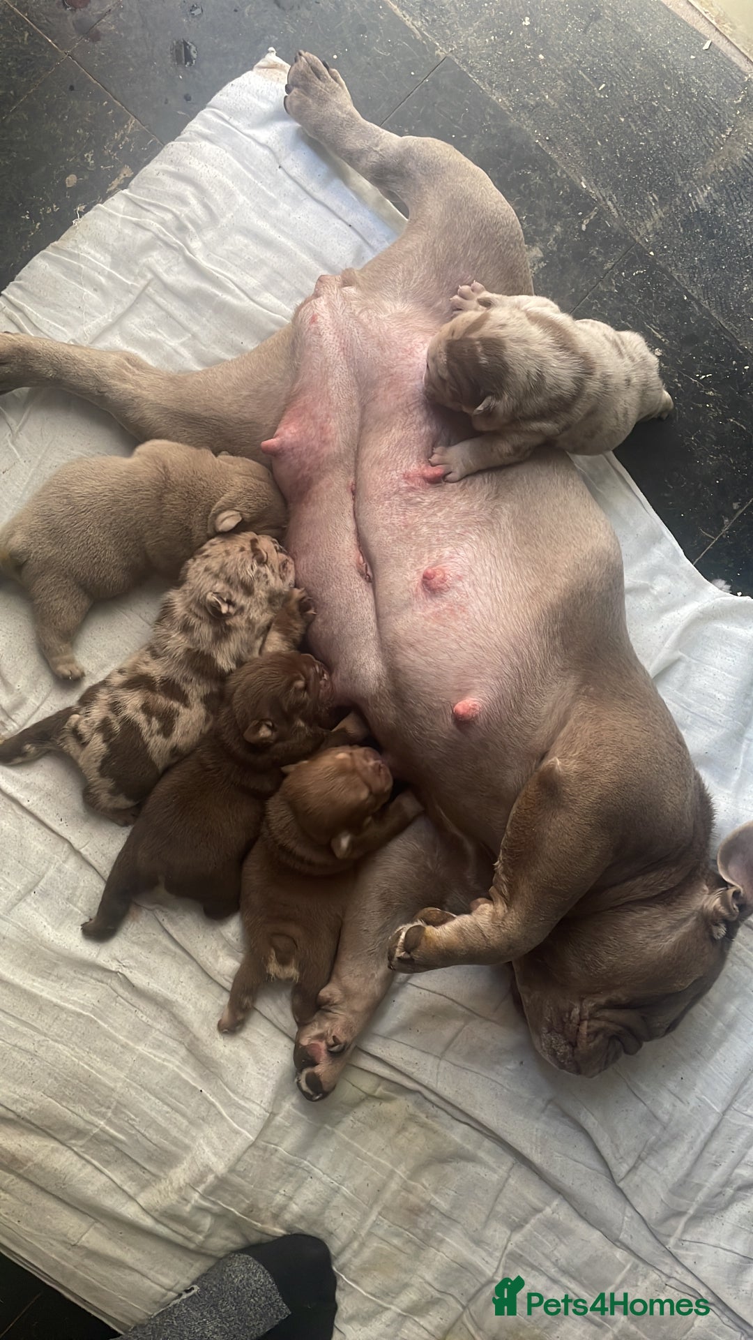 English Bulldog dogs for sale: English bulldogs / phenomenal pedigree. - Image 7