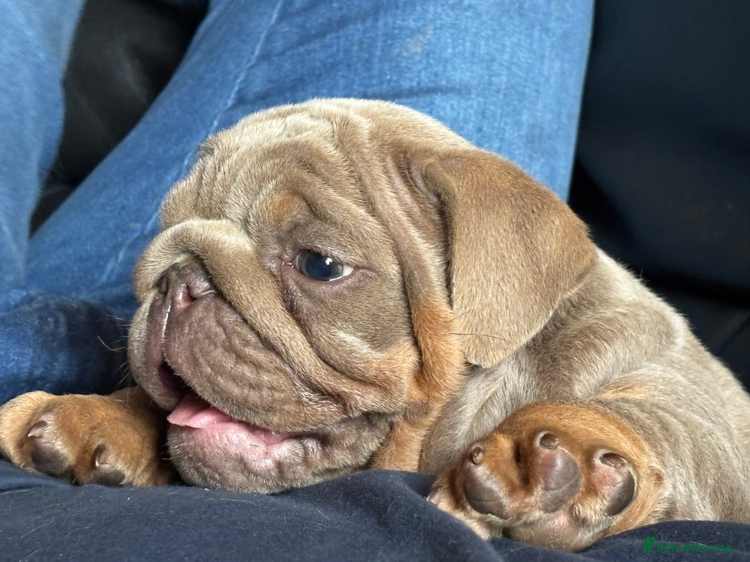 English Bulldog dogs for sale: Top Quality Chunky KC English Bulldogs  in Lampeter - Image 3
