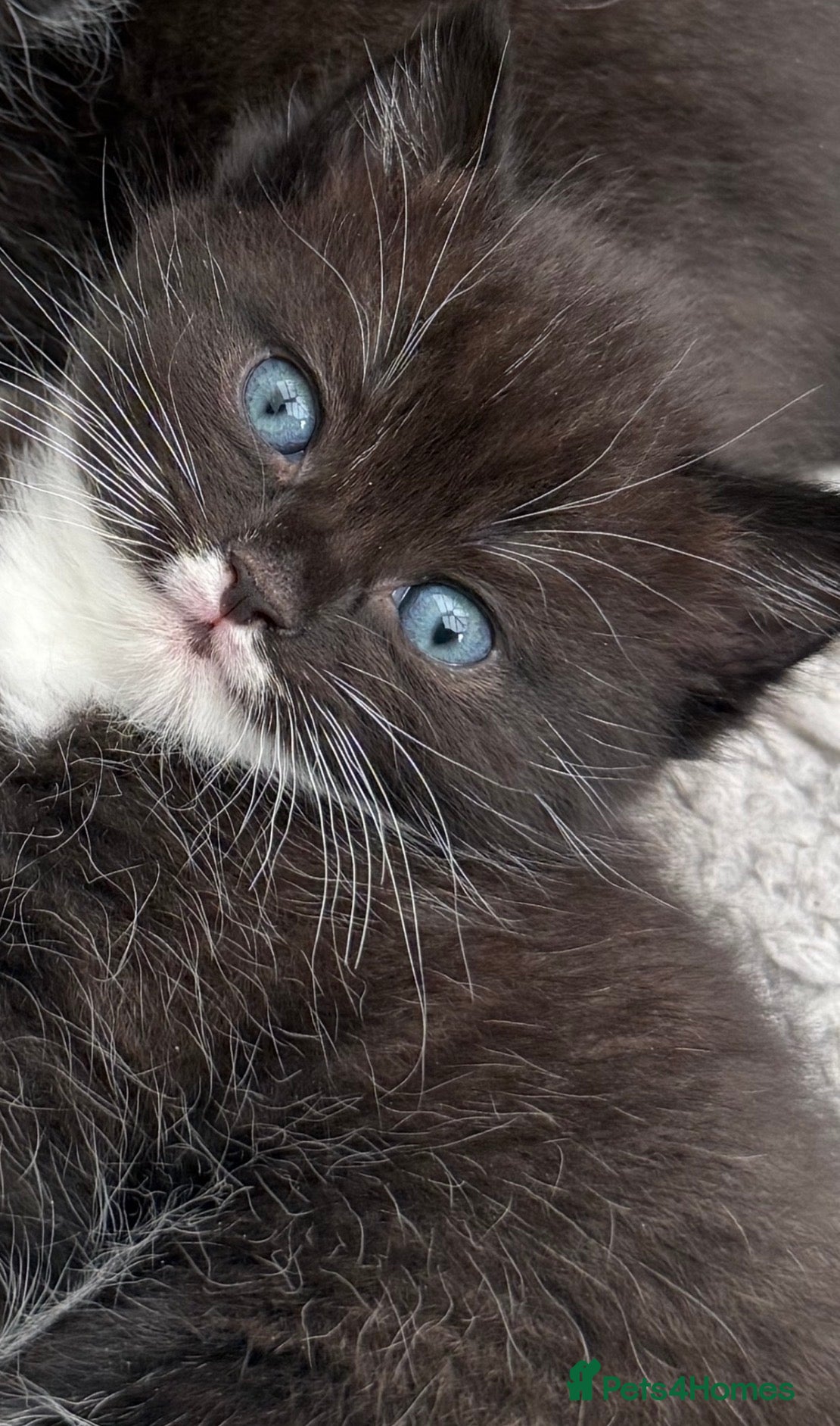 Mixed Breed cats Ragdoll cross kitten  - Advert 3