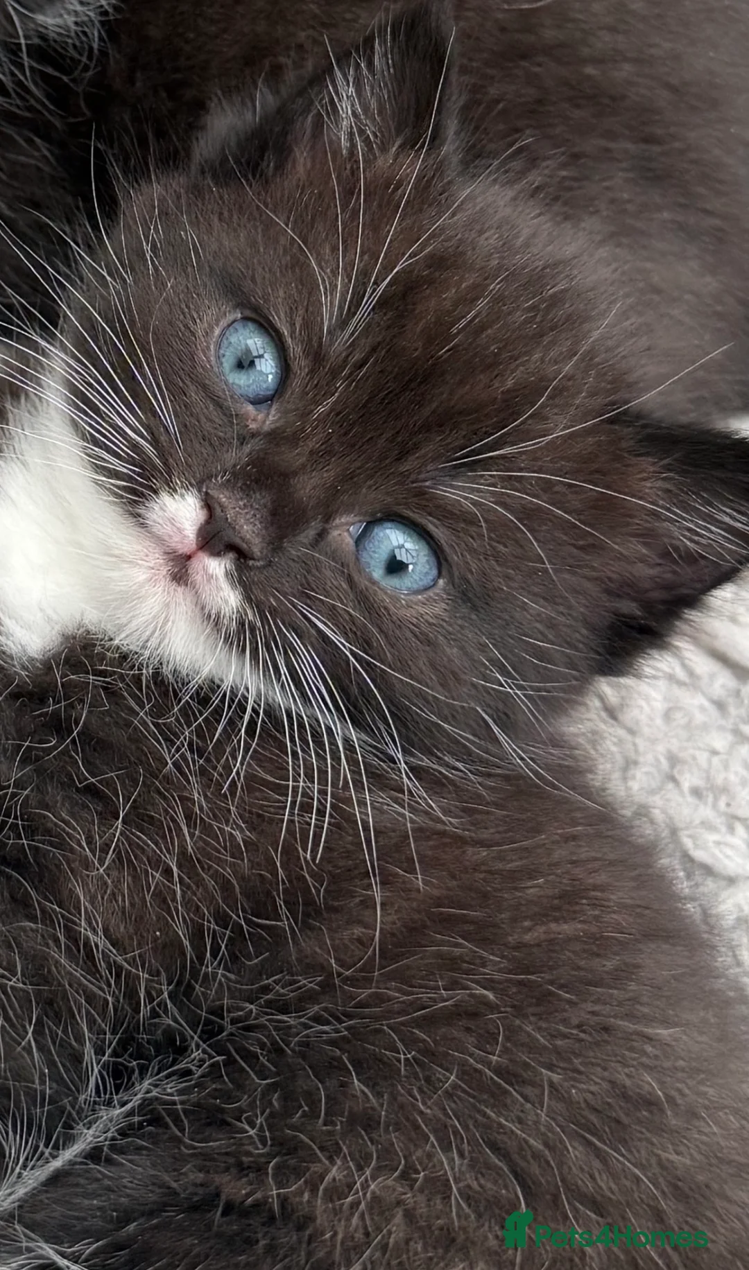 Mixed Breed cats for sale: Ragdoll cross kitten  - Advert 1