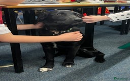 Mixed Breed dogs for sale: 1 year old cocker x collie male  - Image 7
