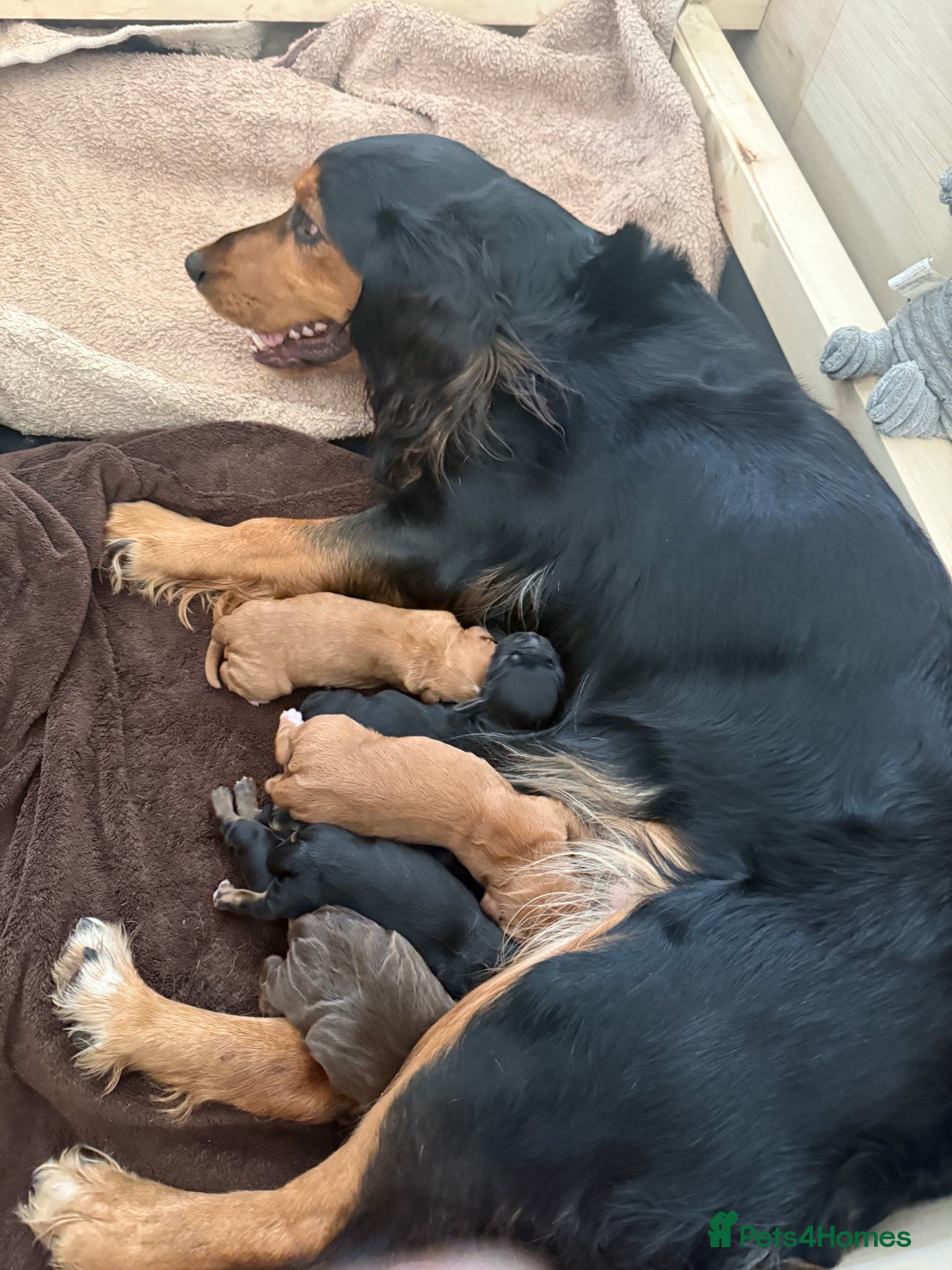 Cocker Spaniel dogs Working cocker spaniel pups - Advert 2