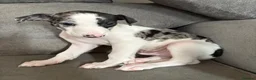 Mixed Breed dogs for sale: Collie whippet greyhound  - Advert 4
