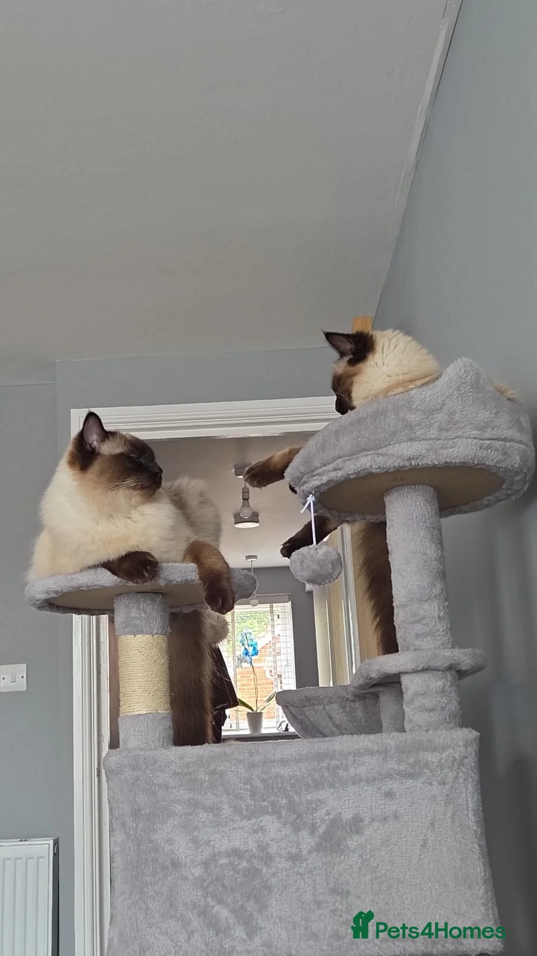 Ragdoll cats for sale: 2 Ragdoll brothers, 1 year old - Advert 2