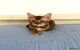 Bengal cats for sale: One Girl left .😻✨TICA registered  - Image 13