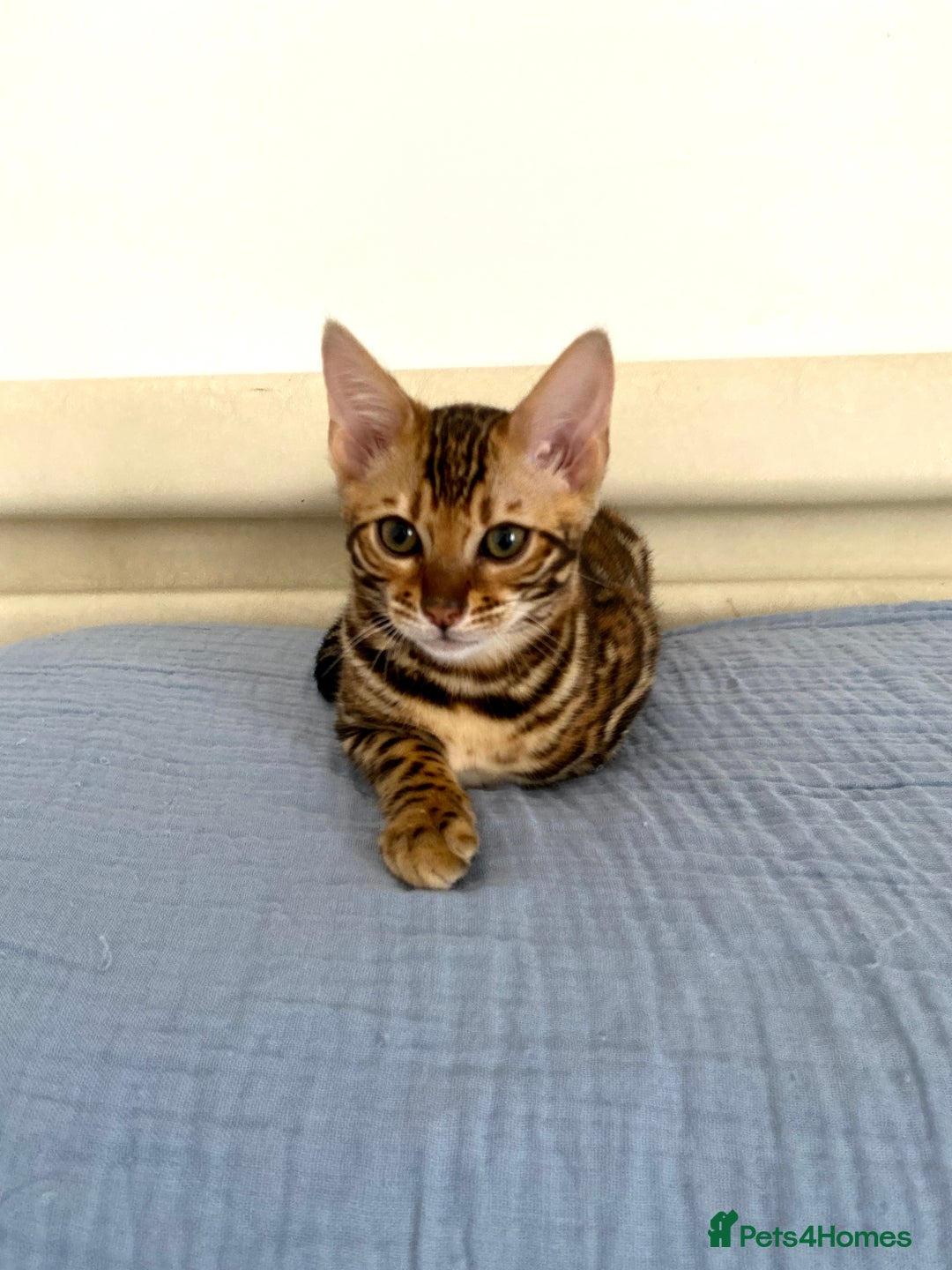 Bengal cats for sale: One Girl left .😻✨TICA registered  - Image 13