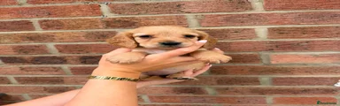 Cocker Spaniel 7