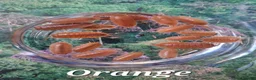 Isopods invertebrates for sale: Swift Woodlice, Porcellio laevis Isopods for sale  - Advert 4