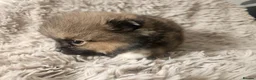 Pomeranian dogs for sale: Beautiful Pomeranian 🥰 in Mansfield - Advert 16