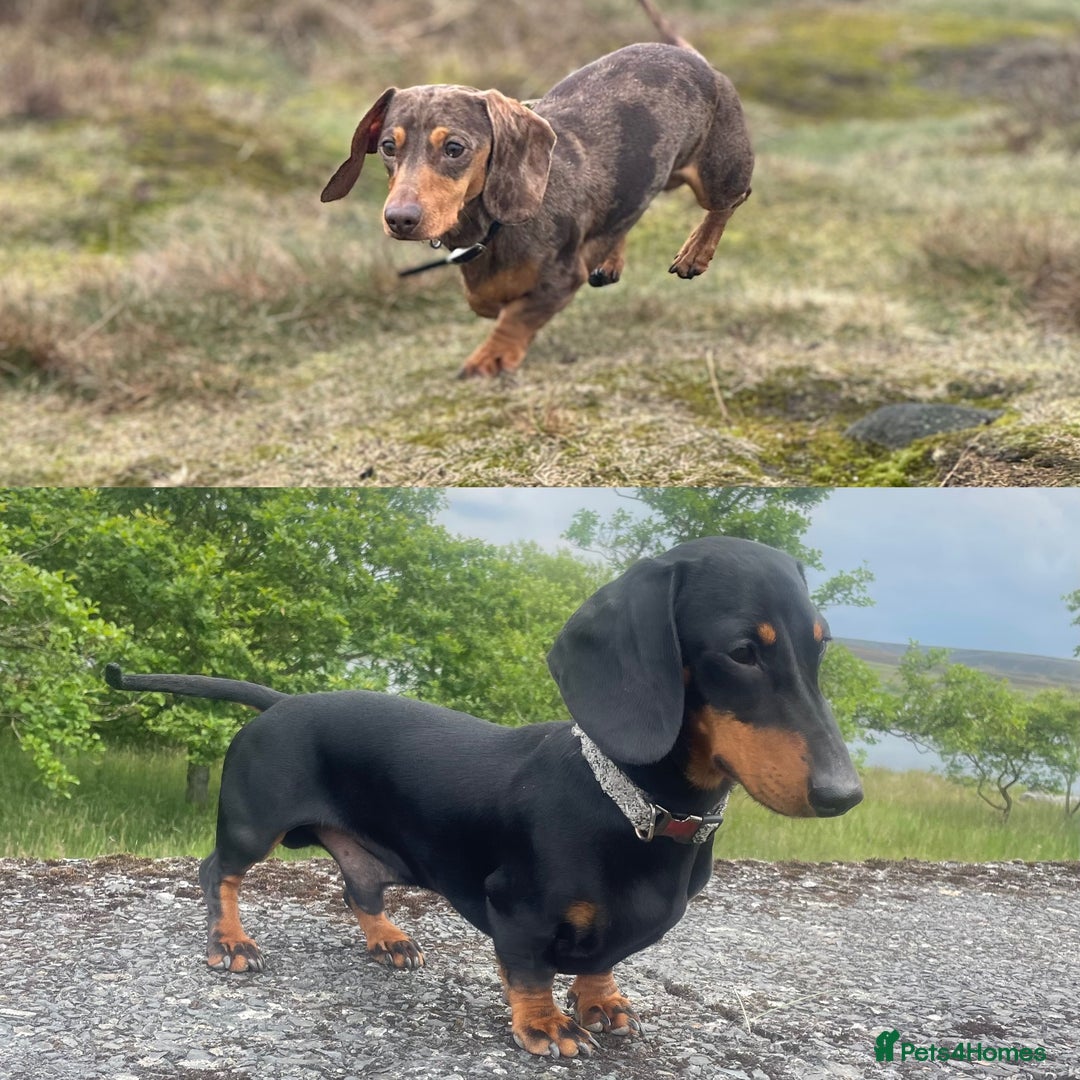 Miniature Dachshund dogs for stud: Miniature Dachshund for stud  in Keighley - Advert 1