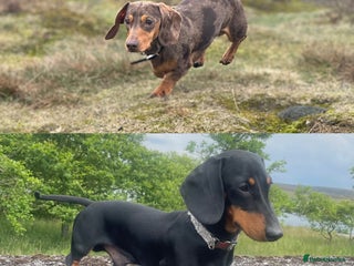 Miniature Dachshund dogs in Keighley - Advert 4