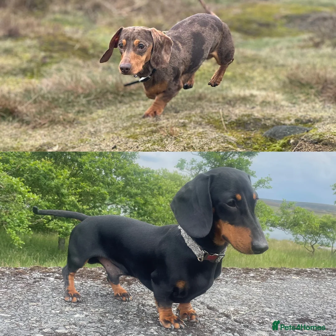 Miniature Dachshund dogs for stud: Miniature Dachshund for stud  in Keighley - Advert 1
