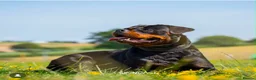 Rottweiler dogs for sale: KC reg health tested Rottweiler puppies - Advert 3