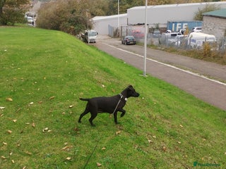 Patterdale Terrier dogs Patterdale Pups For Sale - Advert 1