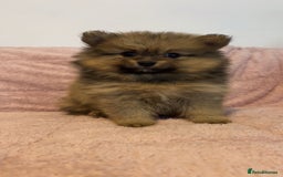 Pomeranian dogs for sale: 2 beautiful Pomeranian Puppy’s  - Image 17