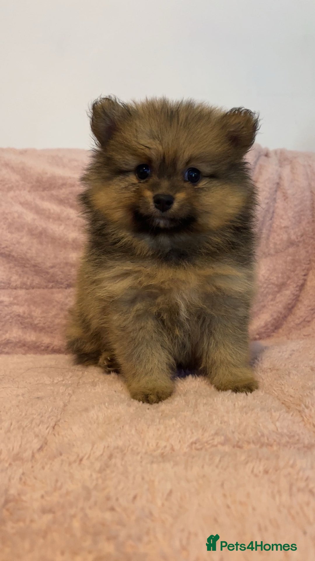Pomeranian dogs for sale: 2 beautiful Pomeranian Puppy’s  - Image 17