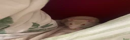 Rat rodents for sale: two friendly male rats + cage for sale - Advert 3