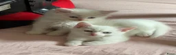 Mixed Breed cats for sale: Gorgeous kittens  - Advert 6