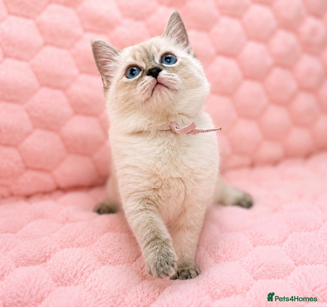 Ragdoll cats 💫 Exquisite Blue Female Ragdoll  - Advert 3