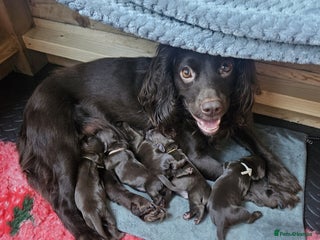 Sprocker dogs 3 chocolate sprocker males available - Advert 1