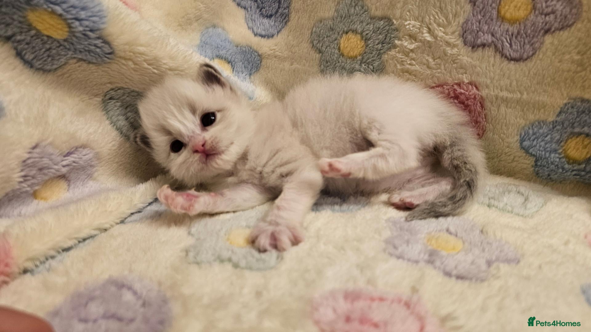 Ragdoll cats for sale: 🏆 GCCF Ragdolls – Championship Bloodlines - Advert 2