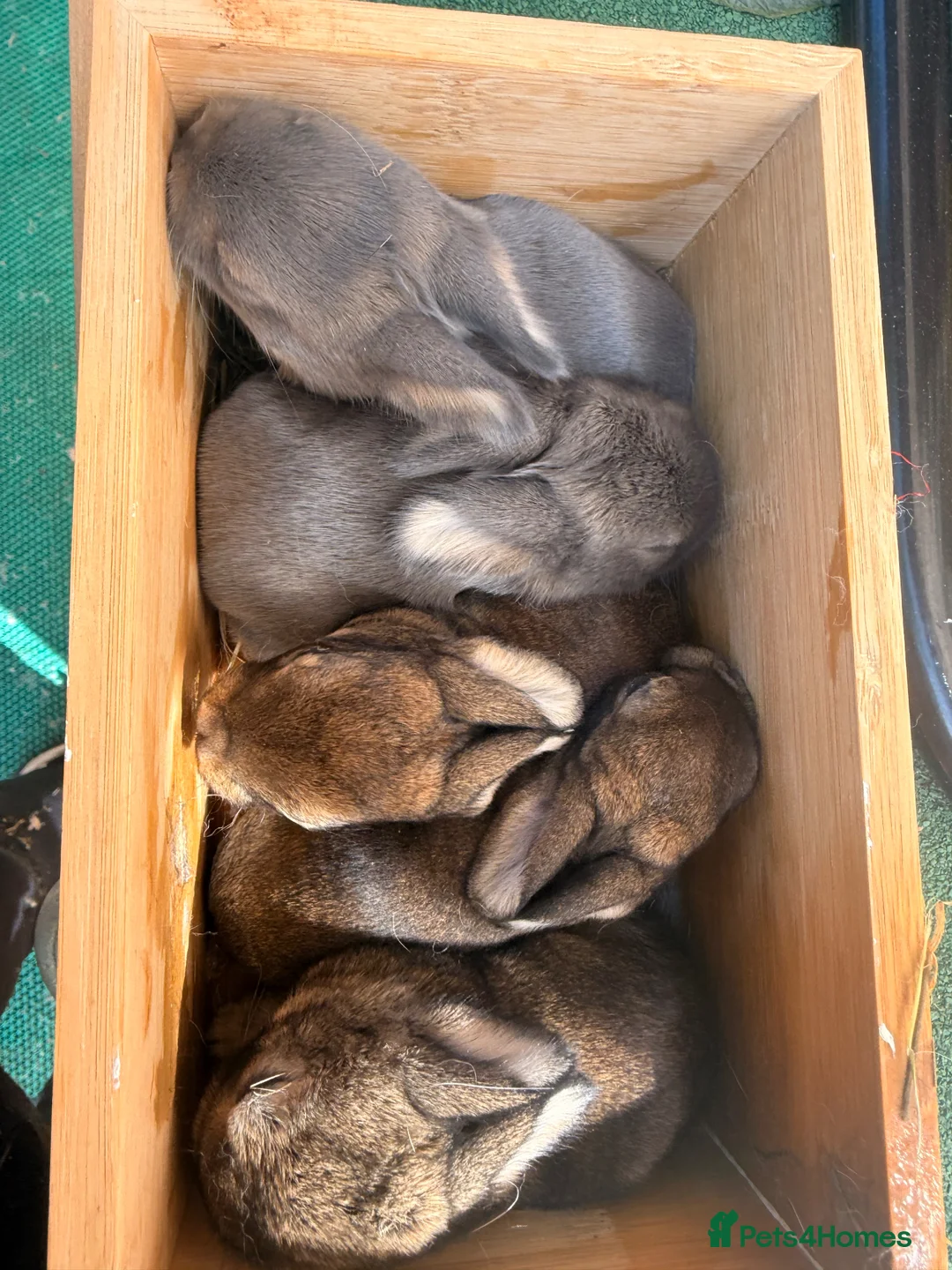 Mini Lop rabbits for sale: Mini lop (plush hypoallergenic)  - Advert 1