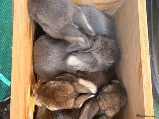 Mini Lop rabbits Mini lop (plush hypoallergenic) - Advert 6