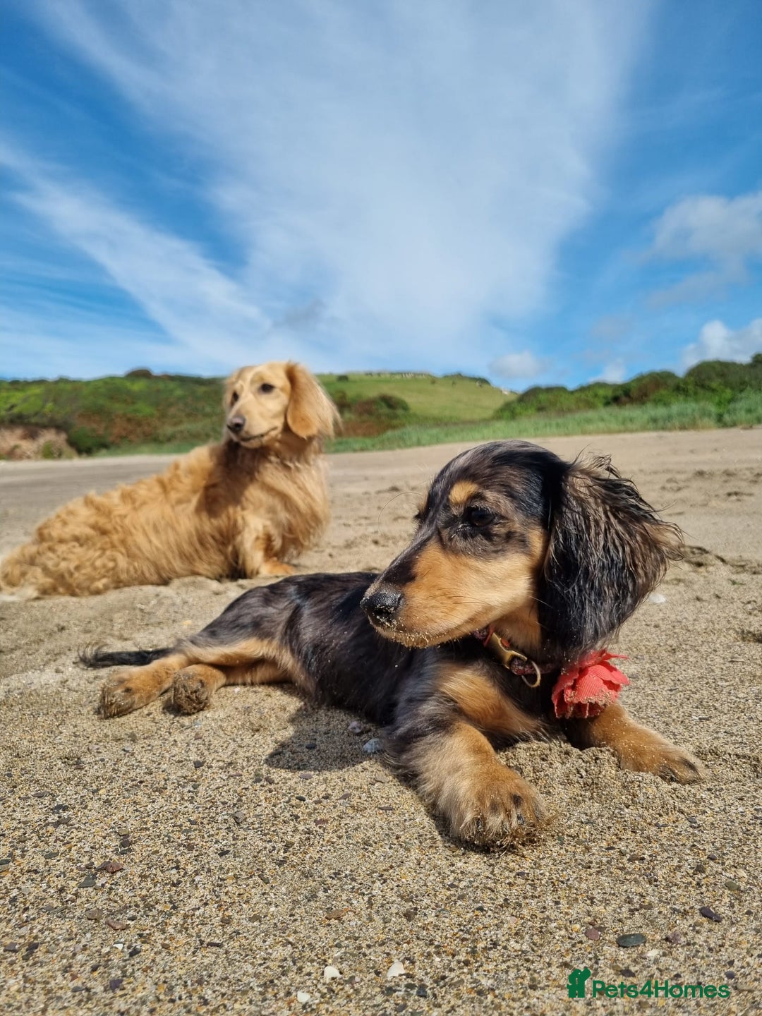 Miniature Dachshund dogs for stud: Cream Miniature long hair dachshund  - Image 9