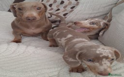 Miniature Dachshund dogs for sale: Adorable KC registered mini dachsund pups - Image 18