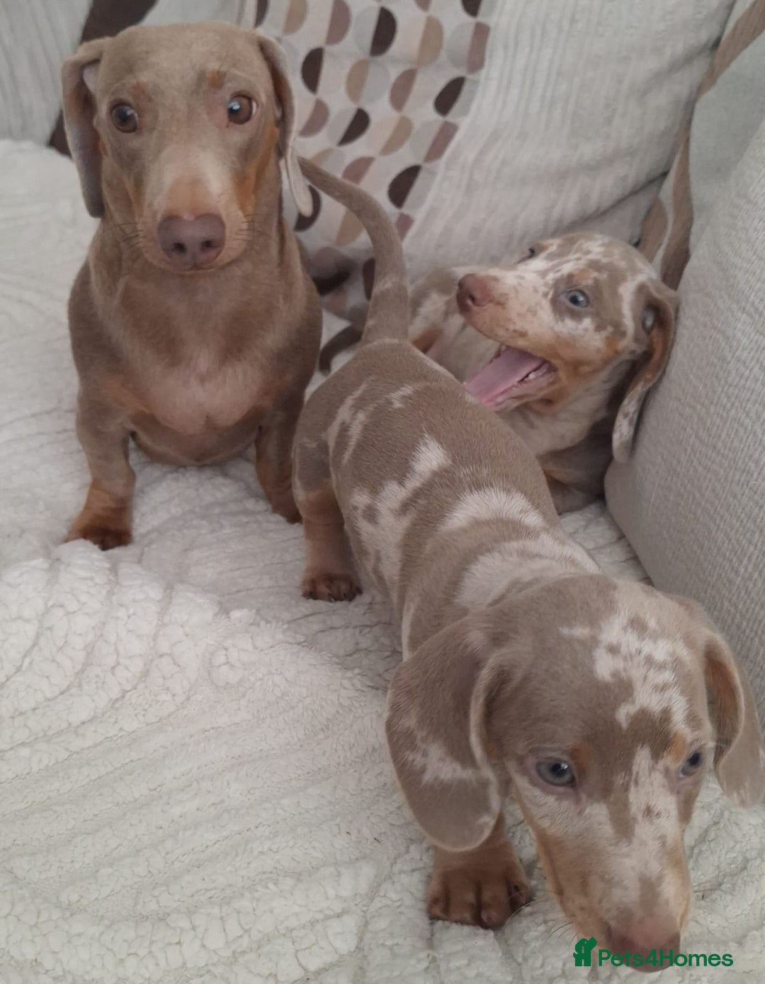 Miniature Dachshund dogs for sale: Adorable KC registered mini dachsund pups - Image 18