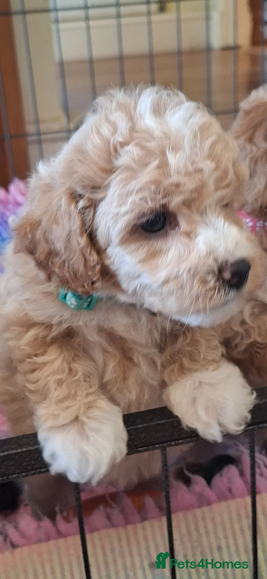 Lhasapoo dogs for sale: Gorgeous Lhachon/Poodle - Advert 1