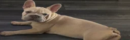French Bulldog dogs for sale: Beautiful French bulldog pups - Advert 5