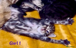 Bengal cats for sale: Gorgeous 5 Bengal-cross kittens - Image 10