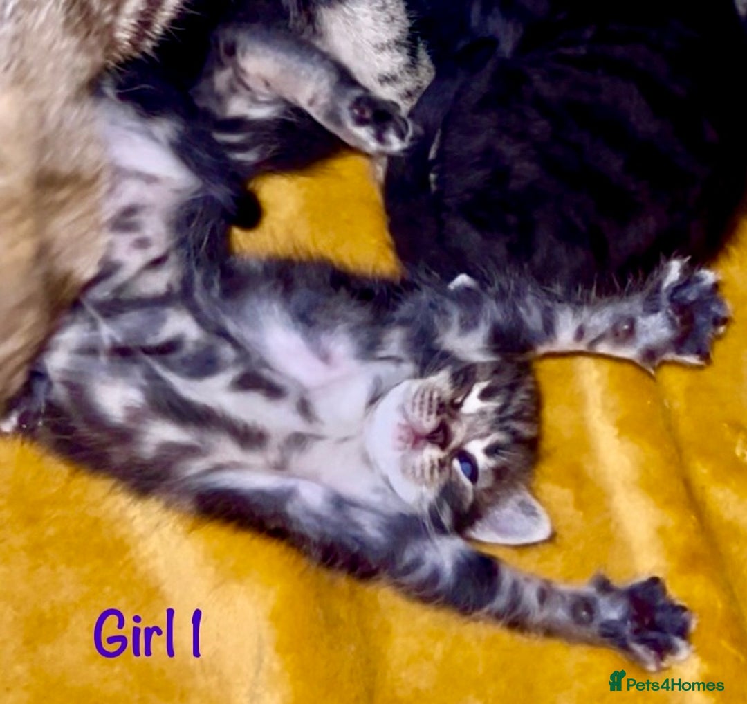 Bengal cats for sale: Gorgeous 5 Bengal-cross kittens - Image 10