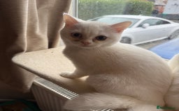 British Shorthair cats for sale: BSH male kitten rare each eye different colour  - Image 4