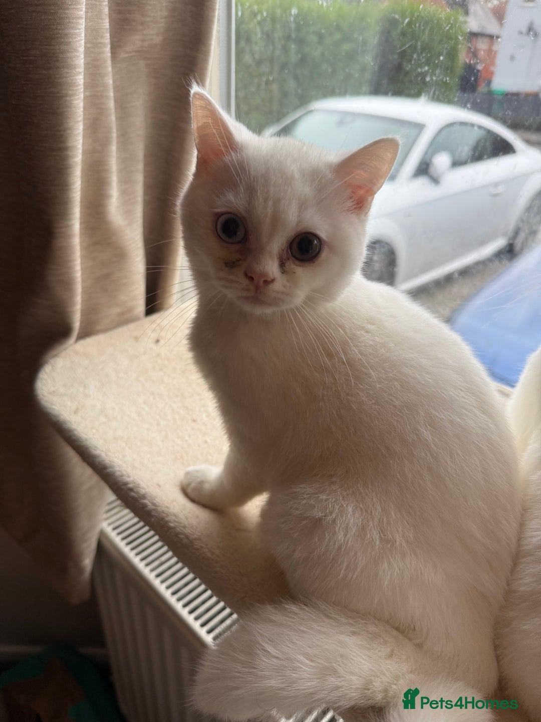 British Shorthair cats for sale: BSH male kitten rare each eye different colour  - Image 4