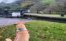 Mixed Breed dogs for adoption: Zach – 10 months old, Male, Mixed Breed Pup - Advert 4