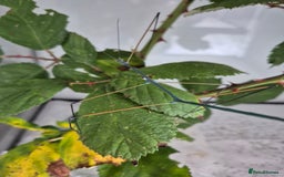 Stick Insects invertebrates for sale: Live stick insects and eggs - Image 9