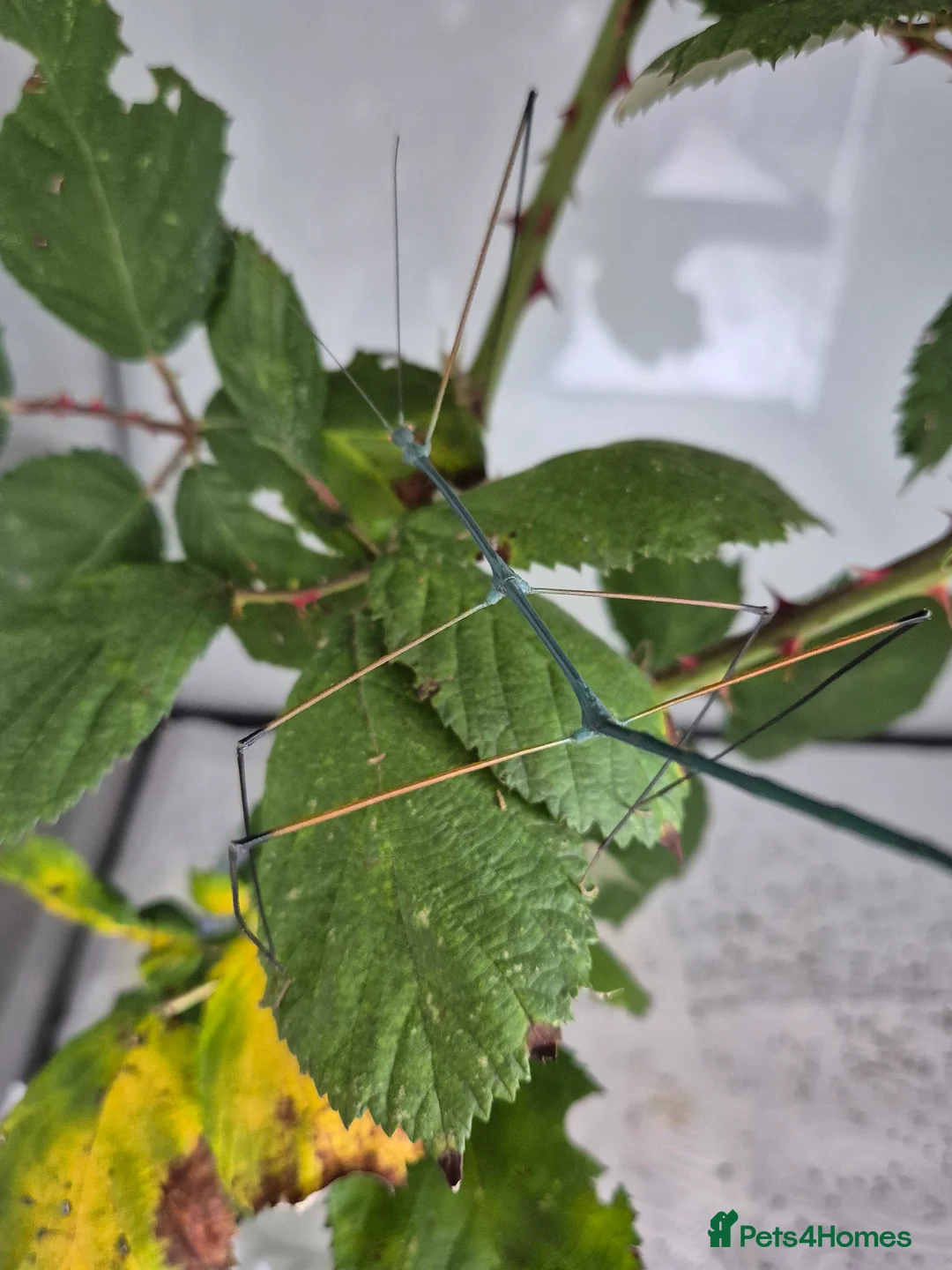 Stick Insects invertebrates for sale: Live stick insects and eggs - Advert 10