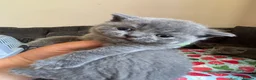 British Shorthair cats for sale: British blue shorthair GIRLS ready 20th June  - Advert 33