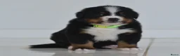 Bernese Mountain Dog dogs for sale: KC REGISTERED BERNEESE PUPPIES  - Advert 19