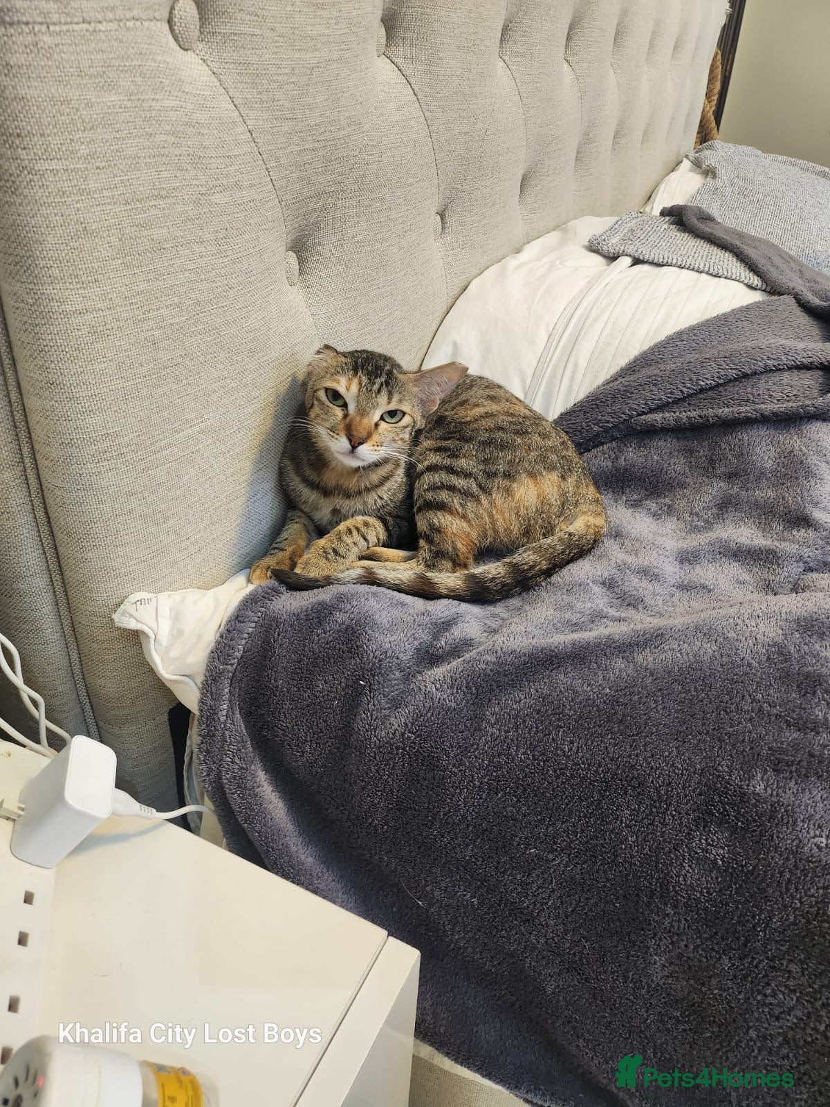 Mixed Breed cats Lovely Moe  - Advert 1