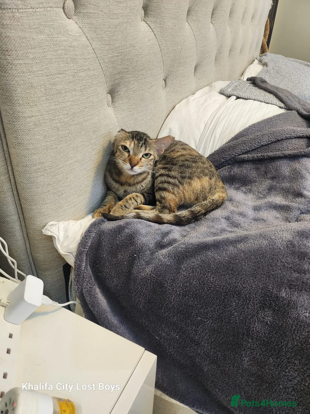 Mixed Breed cats for adoption: Lovely Moe  - Advert 1