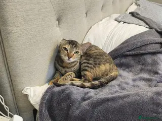 Mixed Breed cats Lovely Moe - Advert 1