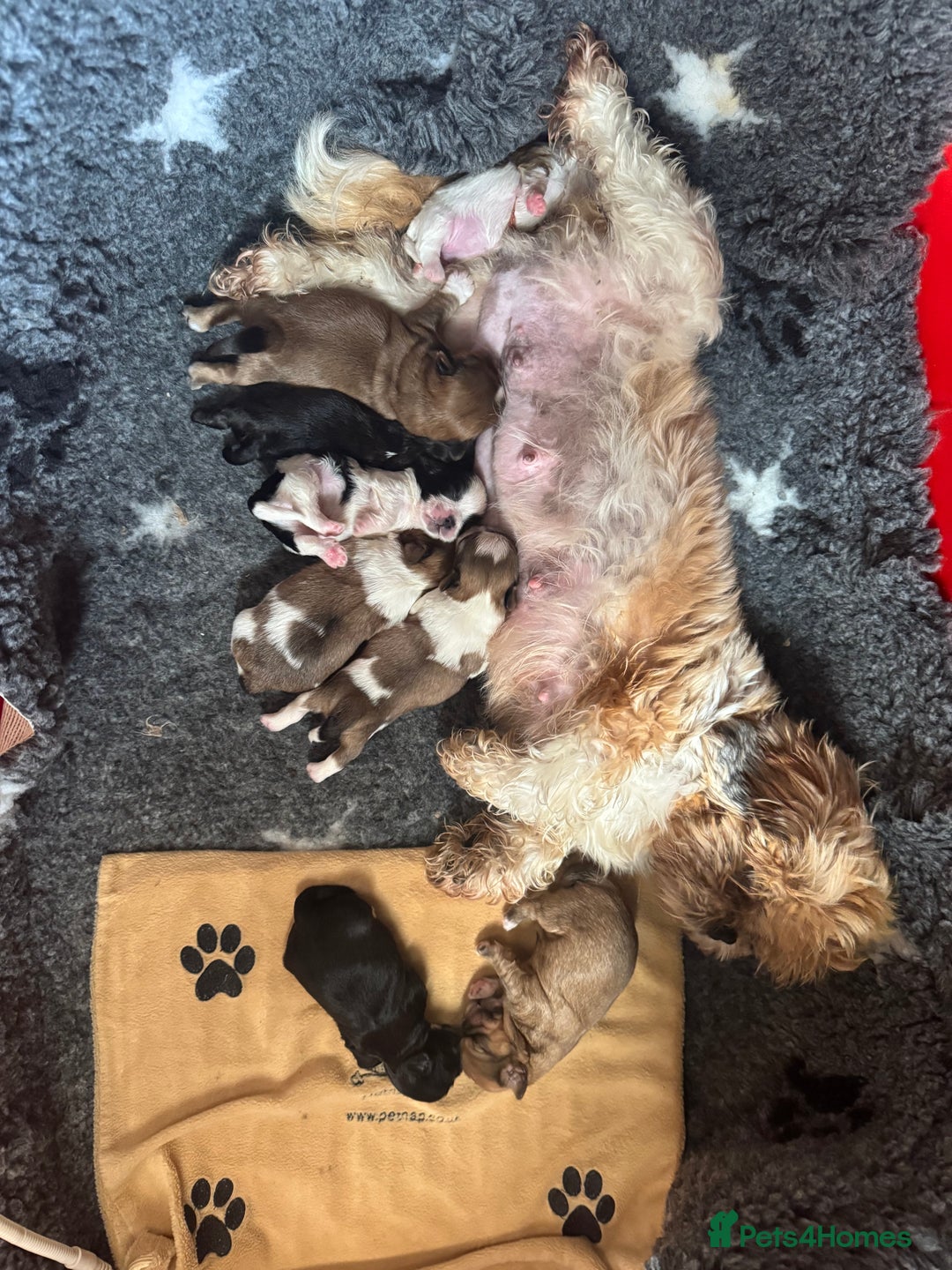 Shih Tzu dogs for sale: Kc Shih tzu  - Image 6